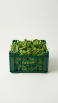Fresh Spinach Deep Green Crate